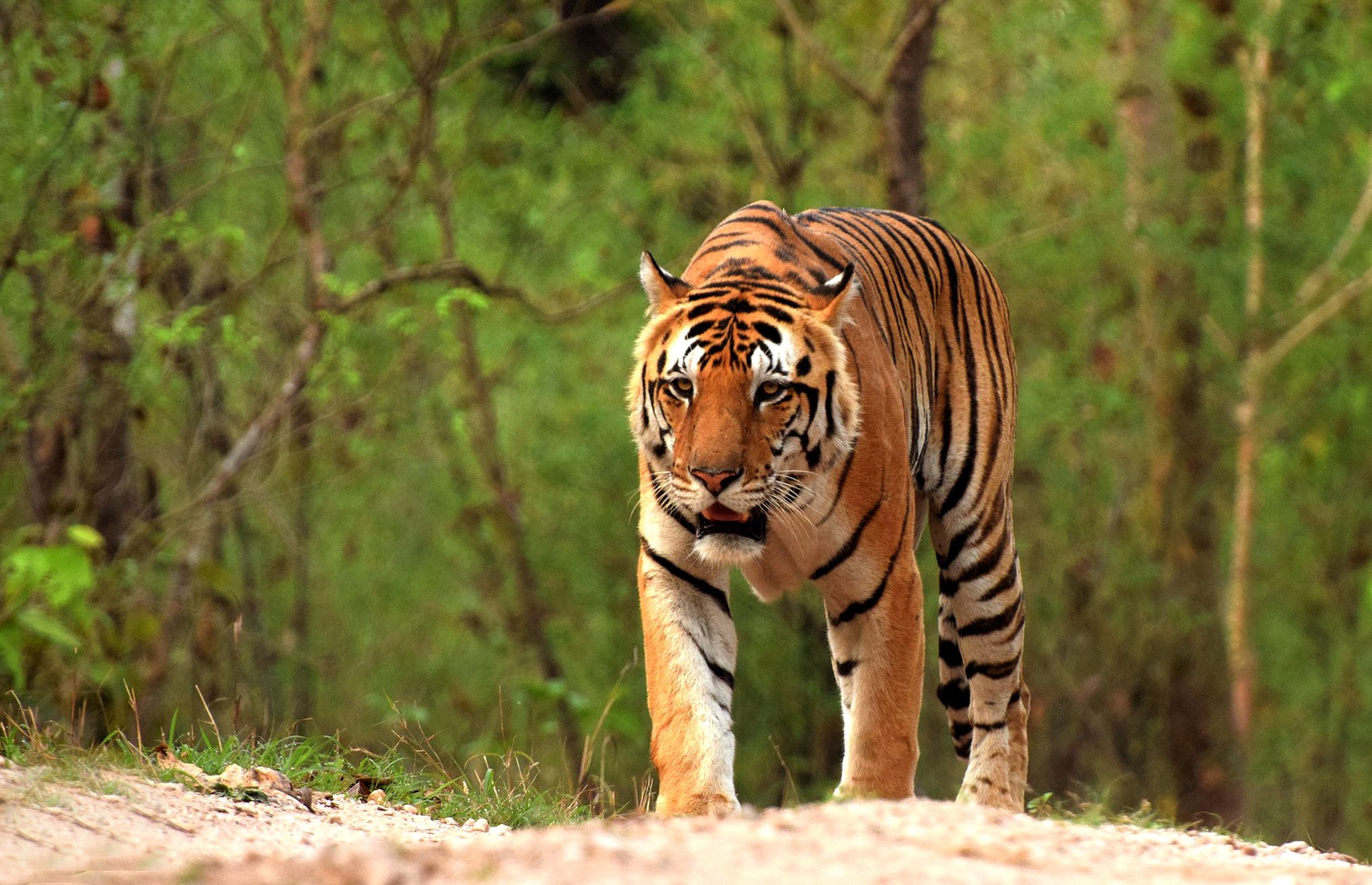 Bengal Tiger Kanha