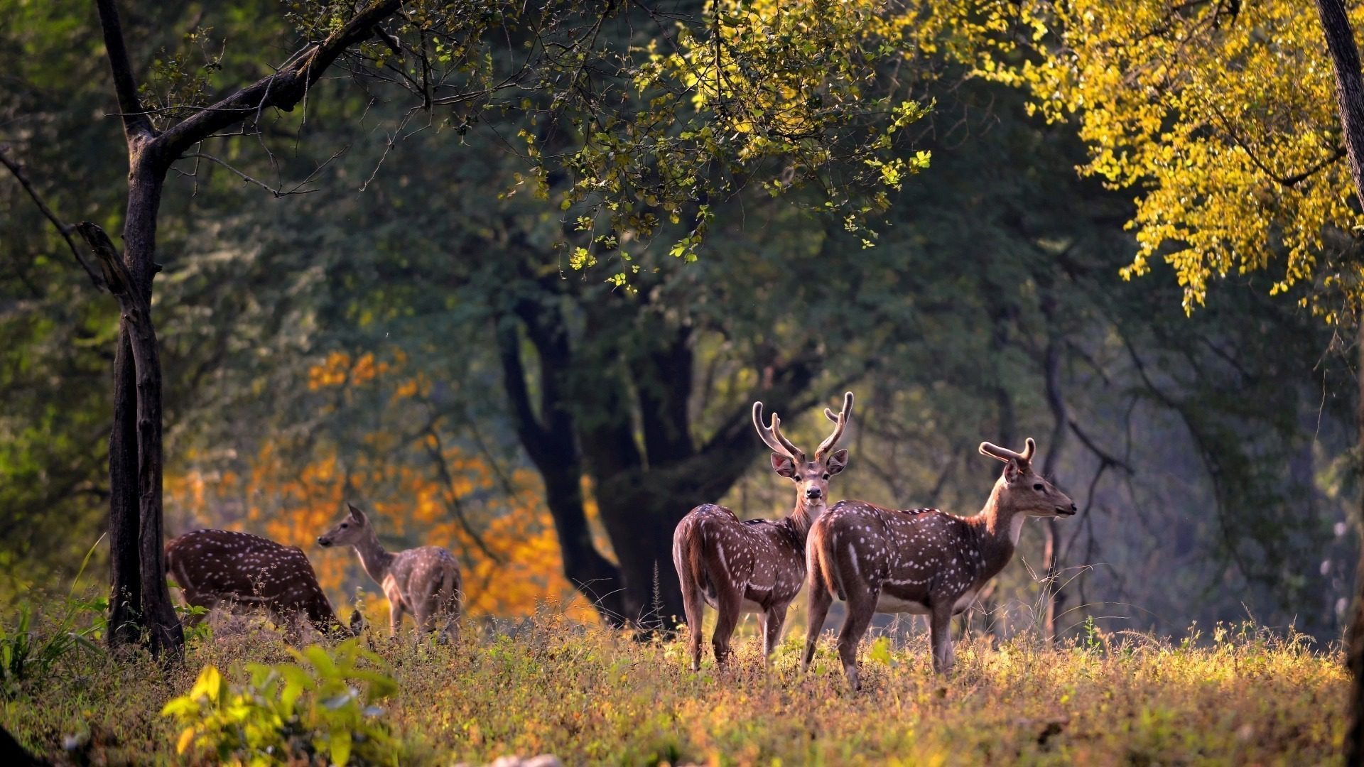 Kanha Forest