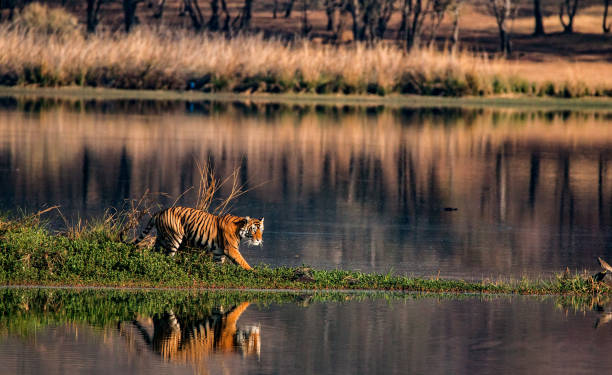 Kanha National Park